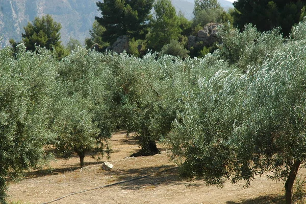Drzewo Oliwne Oliwki Drzewie Hiszpania — Zdjęcie stockowe