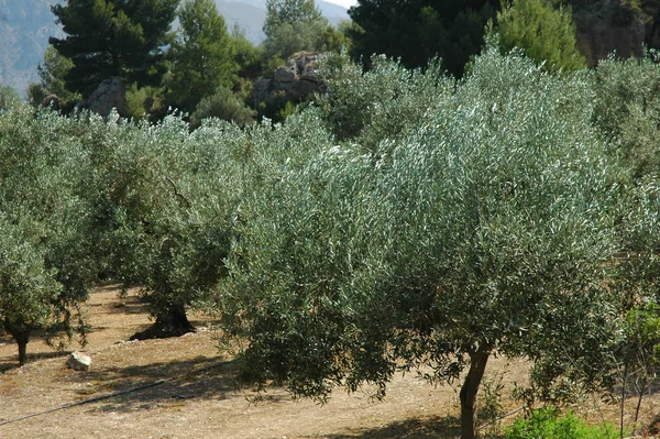 Oliveira Azeitonas Árvore Espanha — Fotografia de Stock