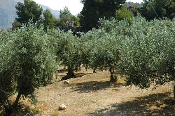 Drzewo Oliwne Oliwki Drzewie Hiszpania — Zdjęcie stockowe