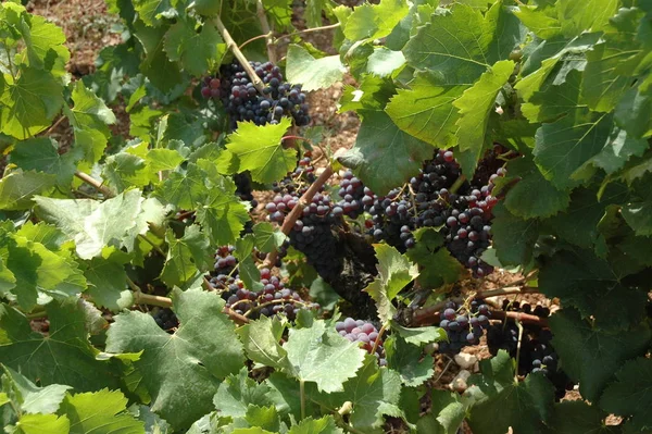 Raisin Vignoble Dans Agriculture Campagne — Photo