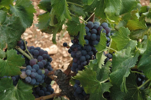 Grapes Vineyard Agriculture Countryside — Stock Photo, Image