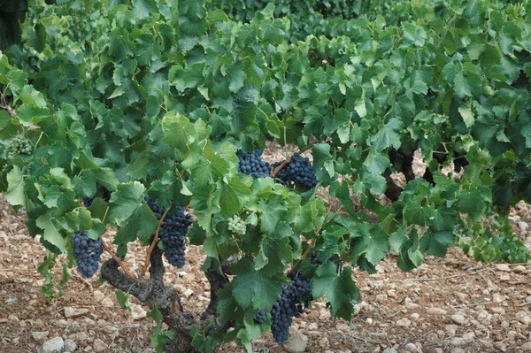 Viñedo Uvas Agricultura Rural —  Fotos de Stock