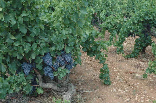 Winogrona Winnice Rolnictwie Wsi — Zdjęcie stockowe
