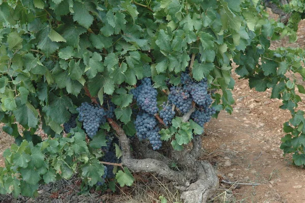 Viñedo Uvas Agricultura Rural —  Fotos de Stock