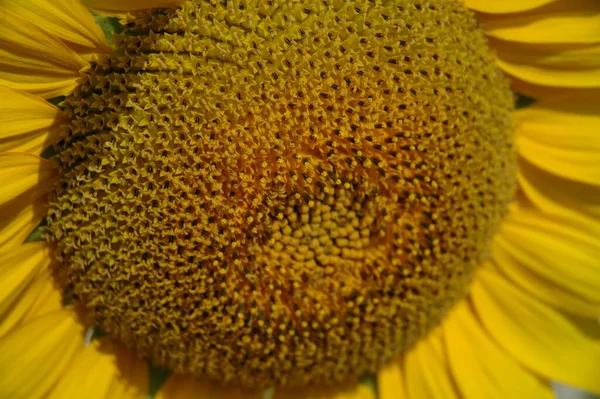 Zonnebloemen Van Dichtbij Bekijken — Stockfoto