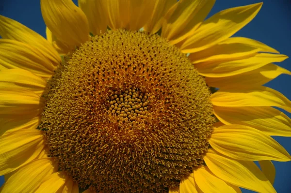 Zonnebloemen Van Dichtbij Bekijken — Stockfoto