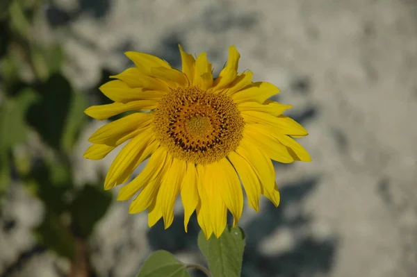 Tournesols Vue Rapprochée — Photo