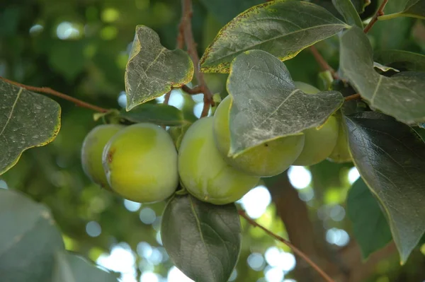 Apple Apples Tree Costa Blanca Spain — Stock Photo, Image