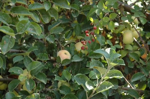 Manzana Manzanas Árbol Costa Blanca Dolor — Foto de Stock