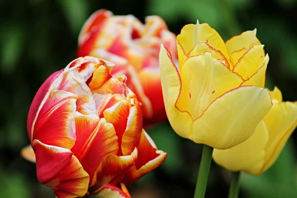 Colorful Flowers Tulips — Stock Photo, Image