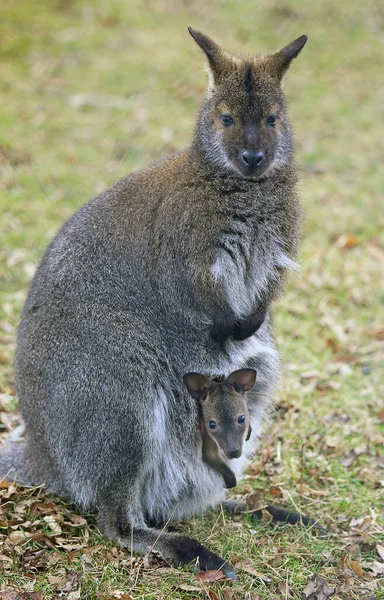 Anya Gyermeket Bennett Kenguru Macropus Rufogriseus — Stock Fotó
