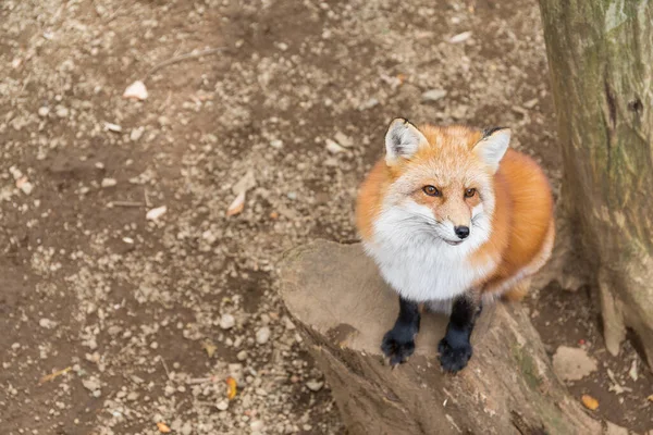 Vulpes Vulpes Renard Animal — Photo