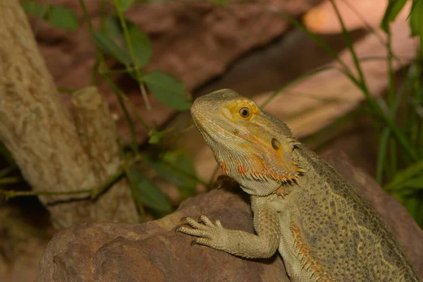 exotic animal, iguana lizard