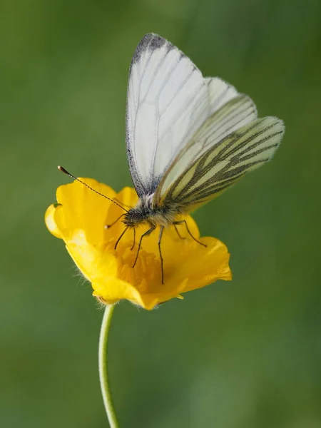 野生の自然界での虫の接近 — ストック写真