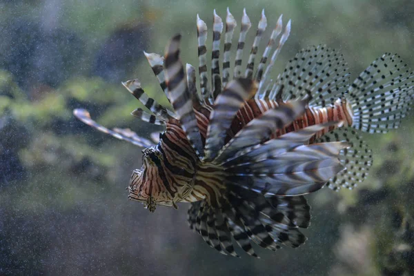 海洋生物 水中的海狮鱼 水生动物 — 图库照片