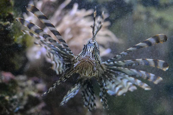 Vida Marina Pez León Marino Agua Animales Acuáticos — Foto de Stock