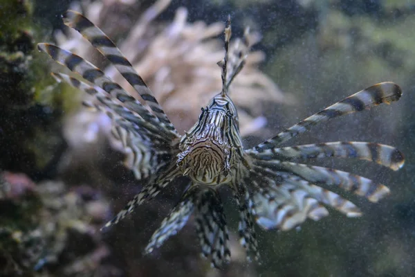 海洋生物 水中のアシカ 水中動物 — ストック写真