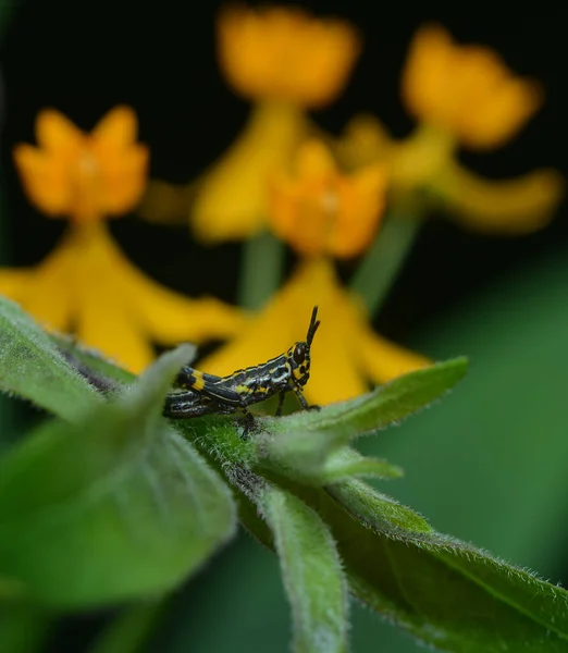 Insecte Sauterelle Punaise Grillon — Photo