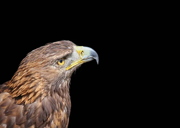 Vista Panorámica Del Majestuoso Águila Real Naturaleza Salvaje — Foto de Stock