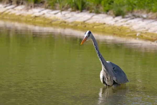 Gri Heron Lac — Fotografie, imagine de stoc