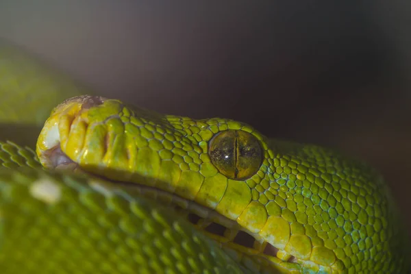 Blick Auf Majestätische Wilde Pythonschlange — Stockfoto