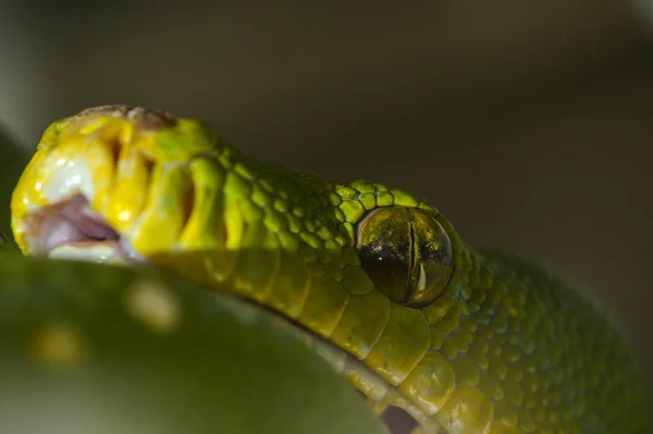 Vue Sur Majestueux Serpent Python Sauvage — Photo