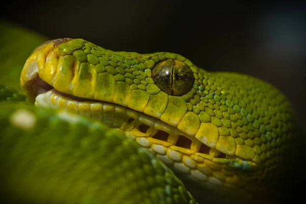 Blick Auf Majestätische Wilde Pythonschlange — Stockfoto