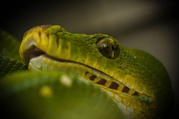 Вид Величну Дику Пітонну Змію — стокове фото