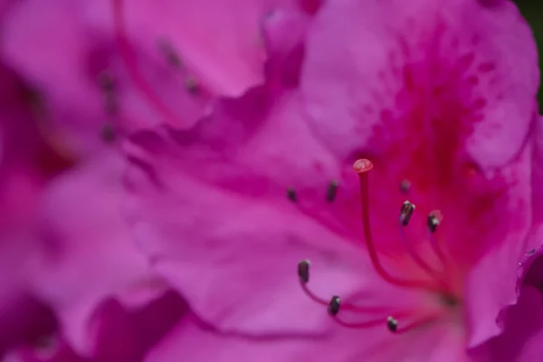 Fiori Diversi Attenzione Selettiva — Foto Stock