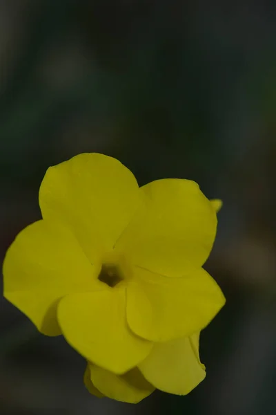 Цветок Кактуса Цветок Кактусе — стоковое фото
