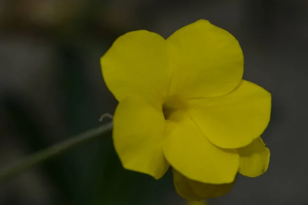 Цветок Кактуса Цветок Кактусе — стоковое фото