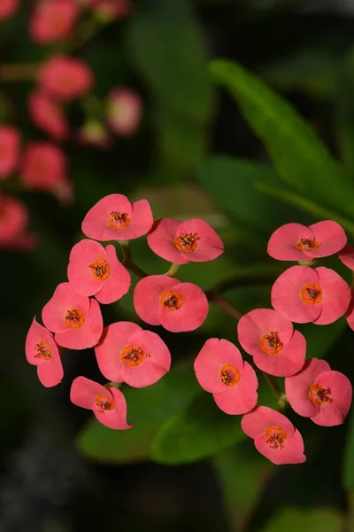 Vista Cerca Hermosos Pétalos Flores — Foto de Stock