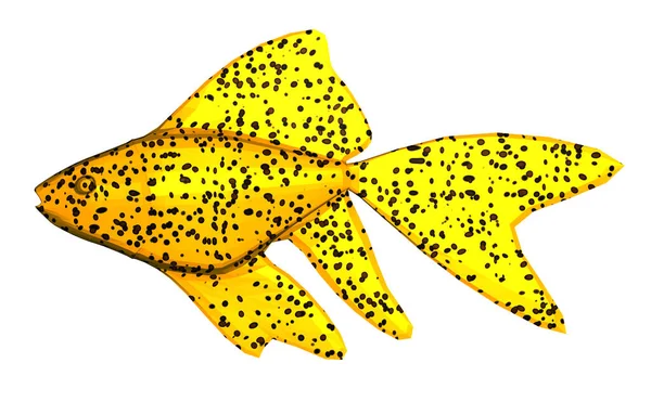 Ornamental Fish Isolated White — Stock Photo, Image