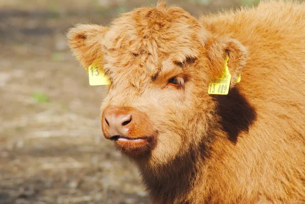 Scottish Highland Cattle Calf — Stock Photo, Image