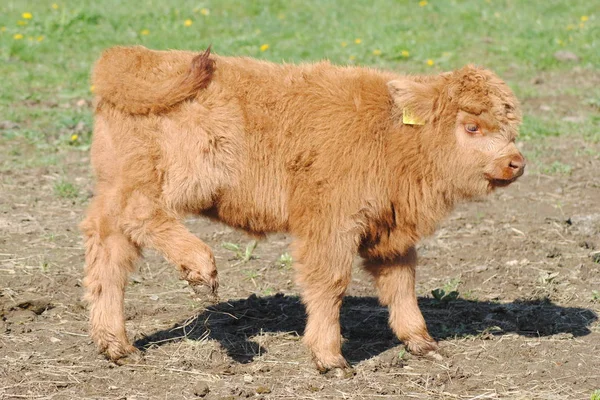 Young Calf Scottish Highland Cattle — Stock Photo, Image
