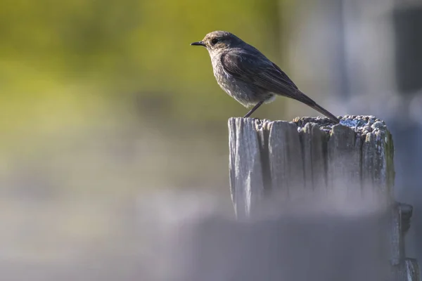 Ein Hausrotschwanz Seinem Wartezimmer — Stockfoto