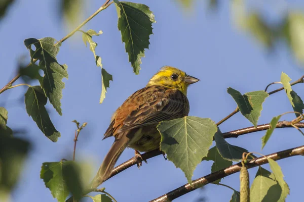 Pássaro Cantando Yellowhammer Fauna Natureza Emberiza Citrinella — Fotografia de Stock