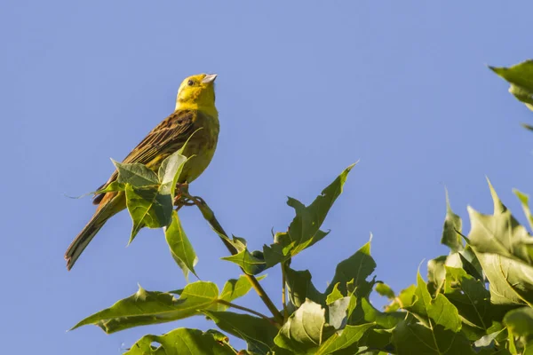 Yellowhammer Uccello Canterino Fauna Natura Emberiza Citrinella — Foto Stock