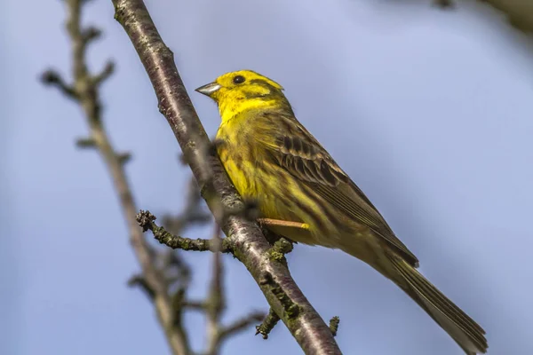 Pássaro Cantando Yellowhammer Fauna Natureza Emberiza Citrinella — Fotografia de Stock