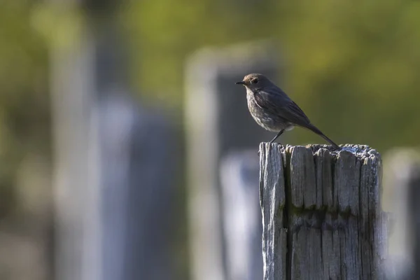 Redstart Preto Sua Sala Espera — Fotografia de Stock