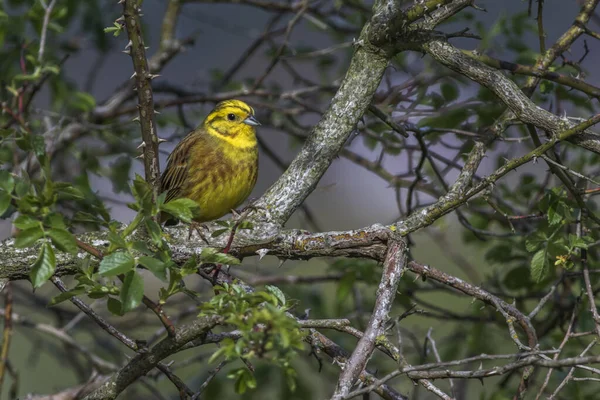 Yellowhammer Cantando Ave Fauna Naturaleza Emberiza Citrinella — Foto de Stock