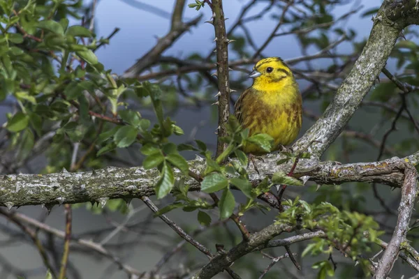 Yellowhammer Пение Птиц Фауны Природы Emberiza Citrinella — стоковое фото