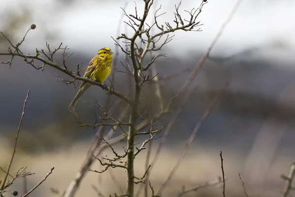 Yellowhammer Пение Птиц Фауны Природы Emberiza Citrinella — стоковое фото