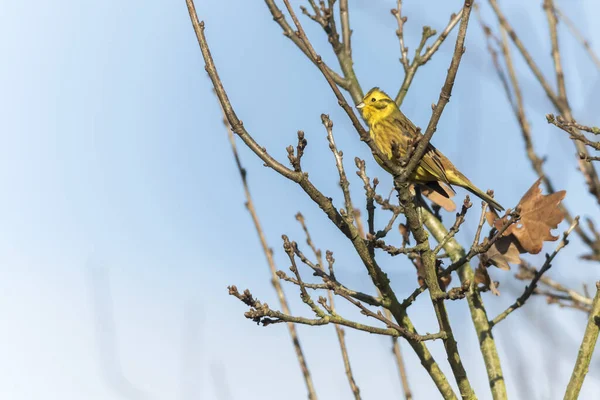 Gelbammer Singvogel Fauna Und Natur Emberiza Citrinella — Stockfoto