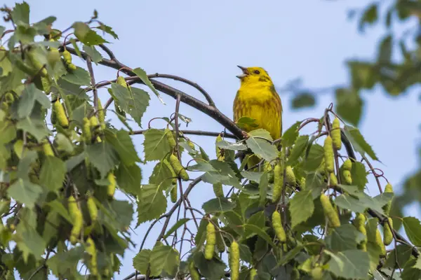 Yellowhammer 동물과 Emberiza Citrinella — 스톡 사진