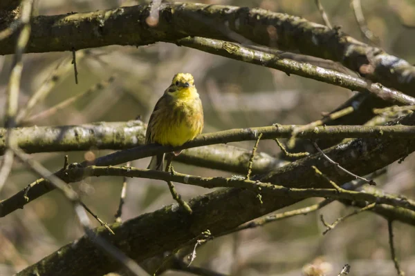 Yellowhammer Śpiew Ptaków Fauny Przyrody Emberiza Citrinella — Zdjęcie stockowe