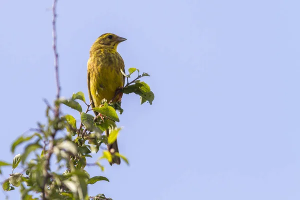 Yellowhammer Cantando Ave Fauna Naturaleza Emberiza Citrinella —  Fotos de Stock