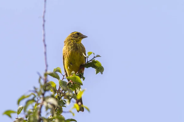 Yellowhammer Uccello Canterino Fauna Natura Emberiza Citrinella — Foto Stock