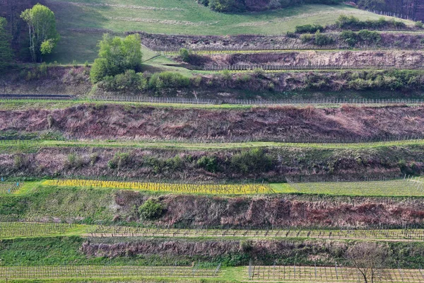Landsbygd Jordbruk Vingård Landskap Med Växter Och Träd — Stockfoto