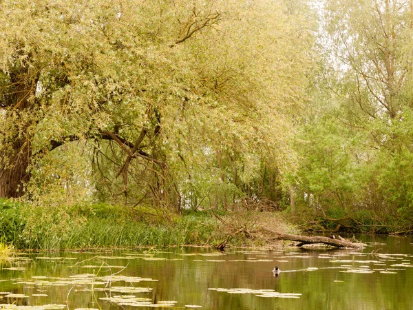 Прекрасний Сільський Парк Річковий Потік Сцена Качками — стокове фото